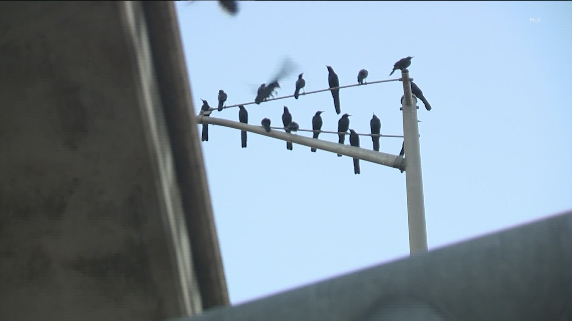 Environmental activists are urging everyone to help birds safely migrate by turning off all non-essential lights from 11 p.m. to 6 a.m. every day.