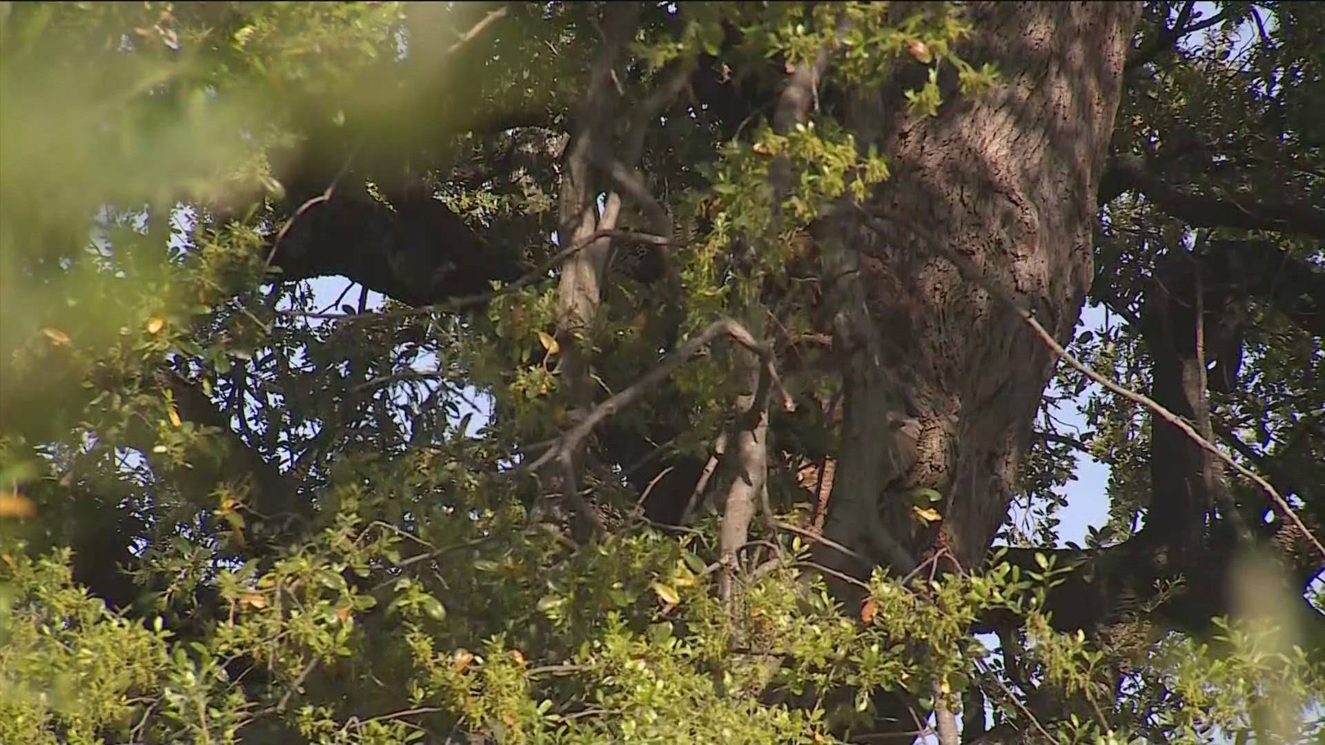 Austin leaders want to collect data on various tree types throughout the city.