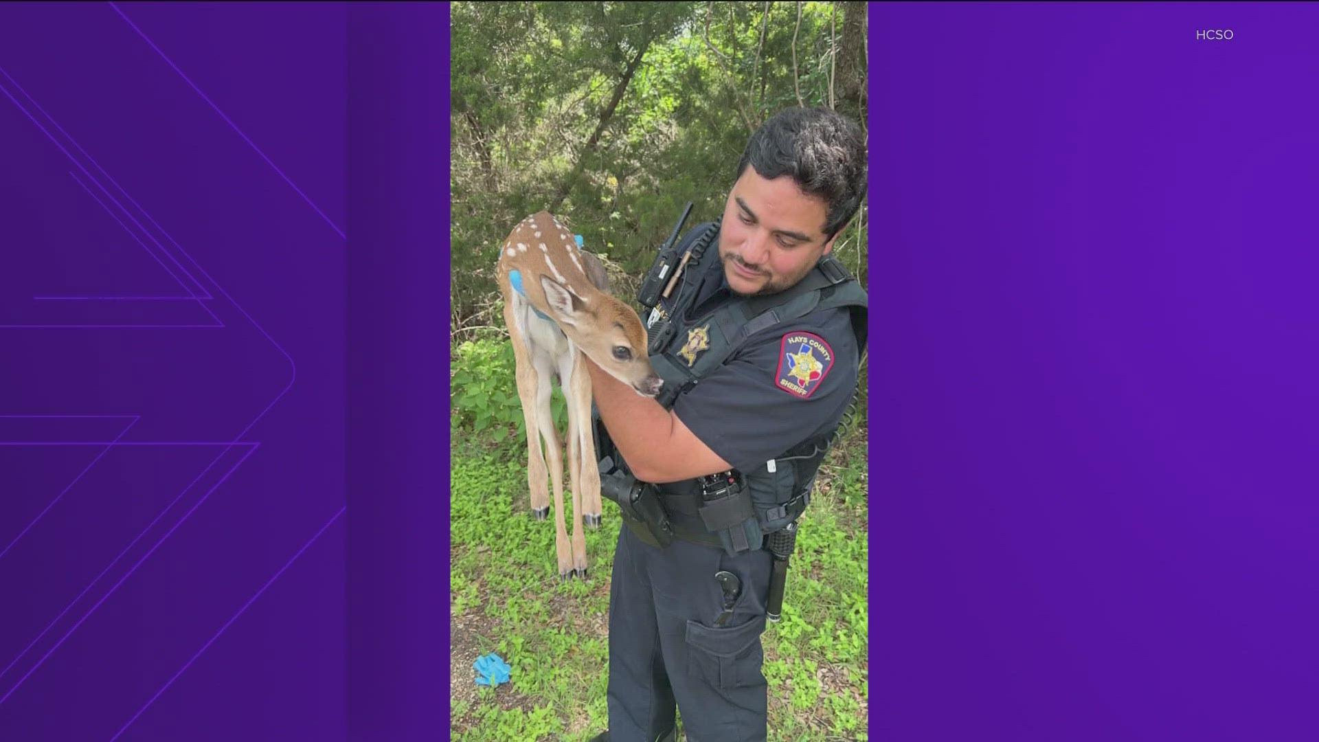 After rescuing the fawn, deputies took it to a wooded area to keep it safe.