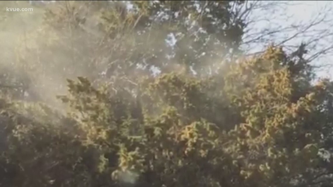 How to find relief as cedar fever season arrives in Central Texas