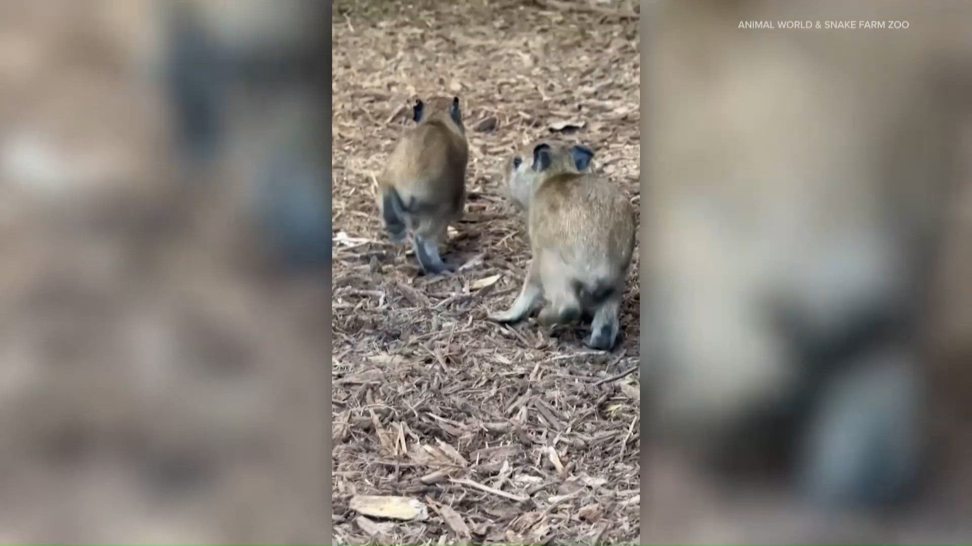 Animal World & Snake Farm Zoo names baby capybaras | kvue.com