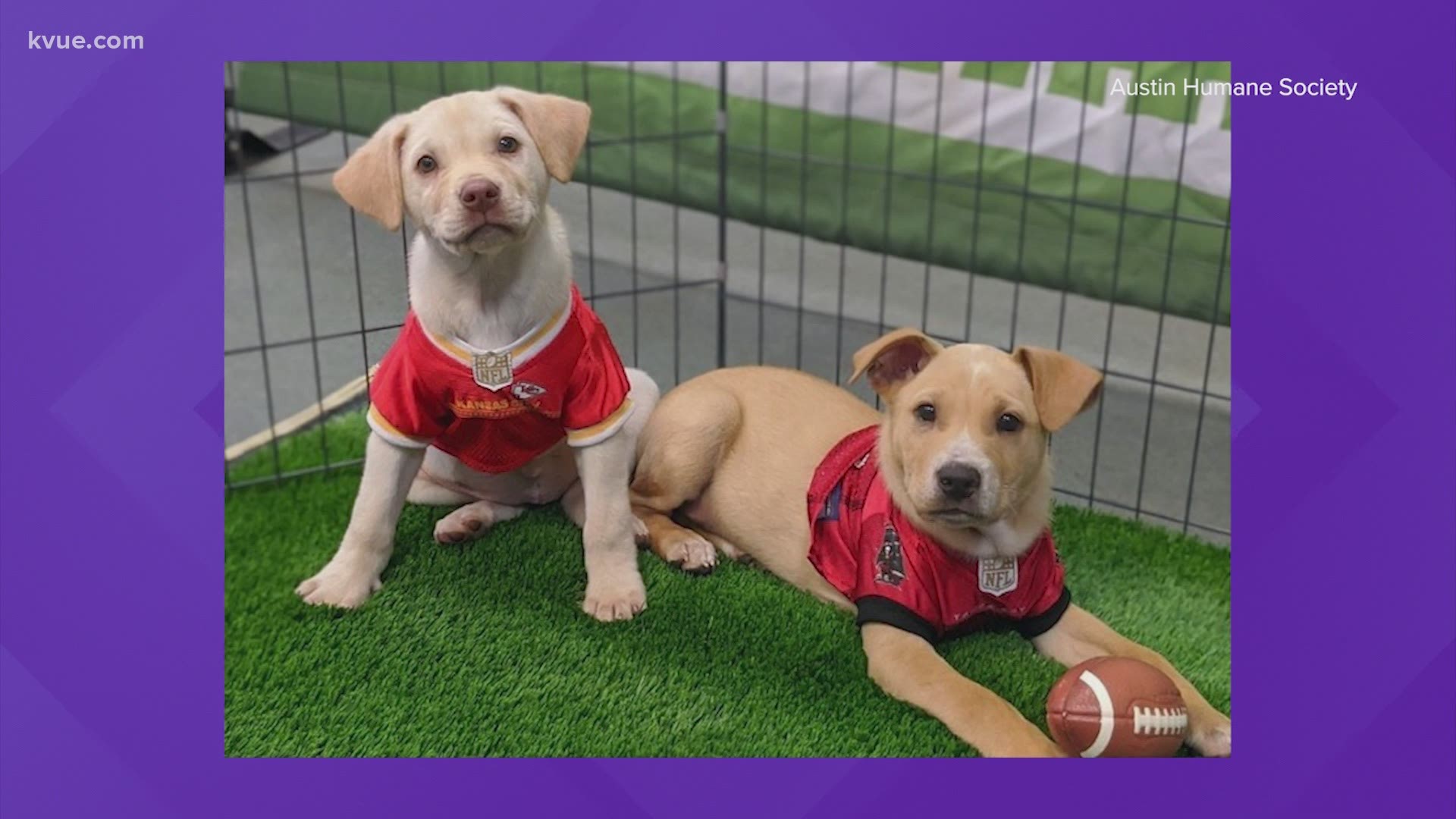 Watch Austin Humane Society S Puppy Bowl Kvue Com