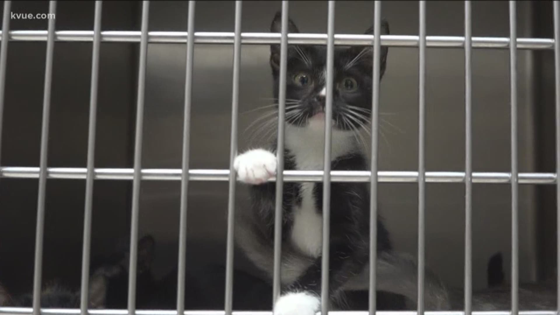 A virus killed more than 50 cats at the San Marcos Regional Animal Shelter over the weekend.