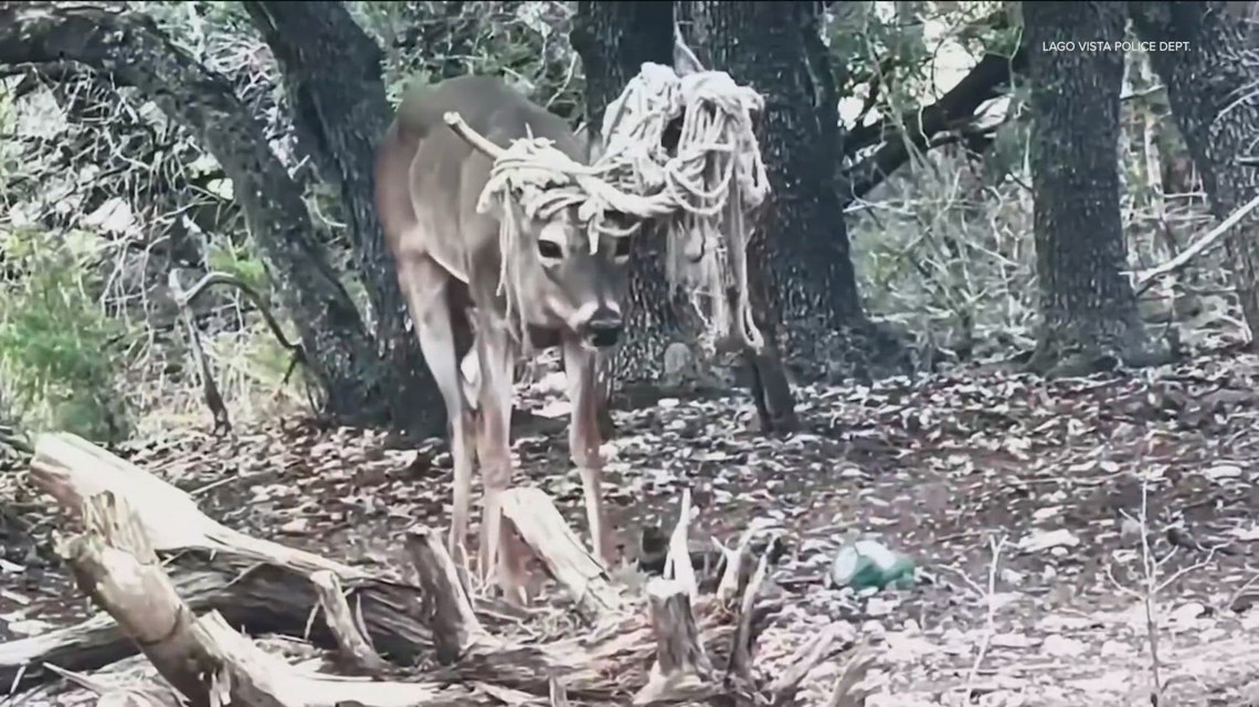 Deer found with hammock on antlers in Lago Vista | kvue.com