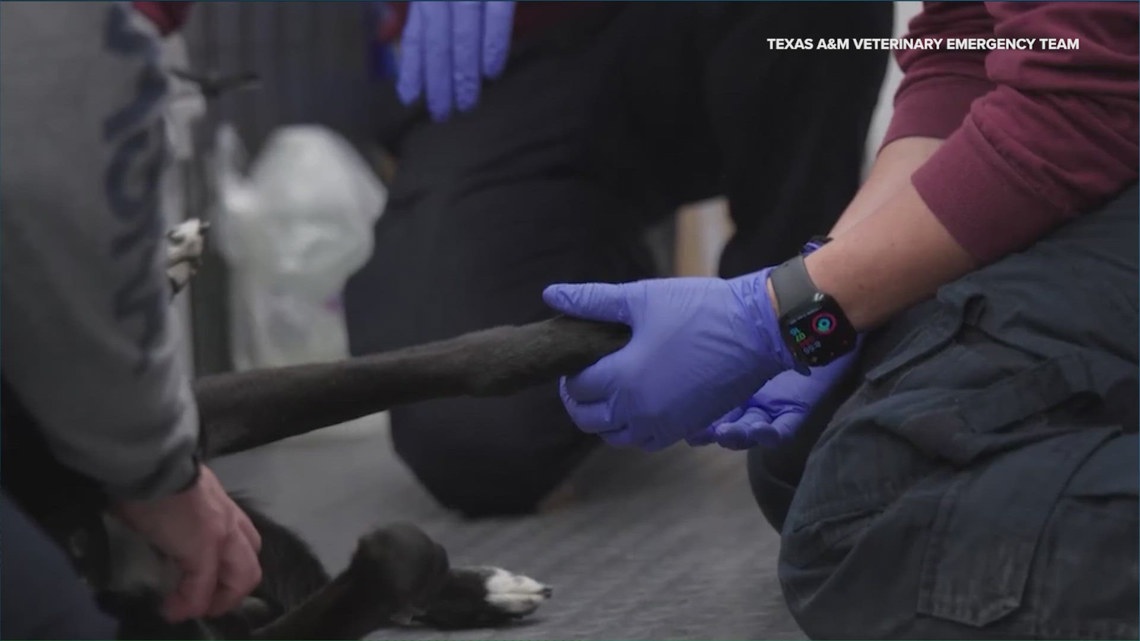 Texas A&M Veterinary Emergency Team completes deployment mission on ...