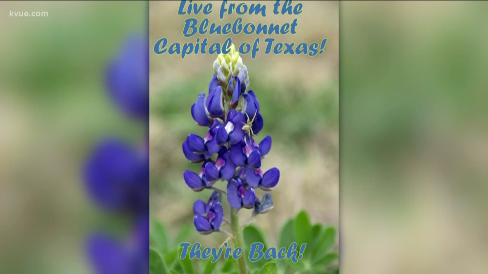 Get your cameras ready, Central Texas! The Llano County Chamber of Commerce shared a photo, saying people are seeing their first bluebonnets of the season.