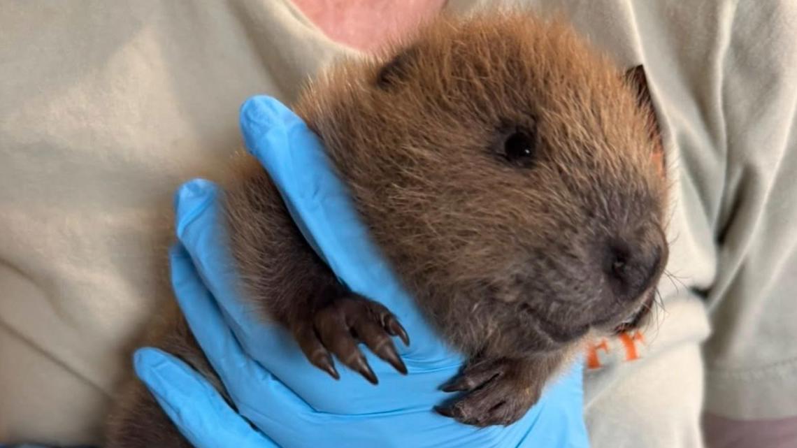 Austin Wildlife Rescue treats baby beaver after its found alone on sidewalk