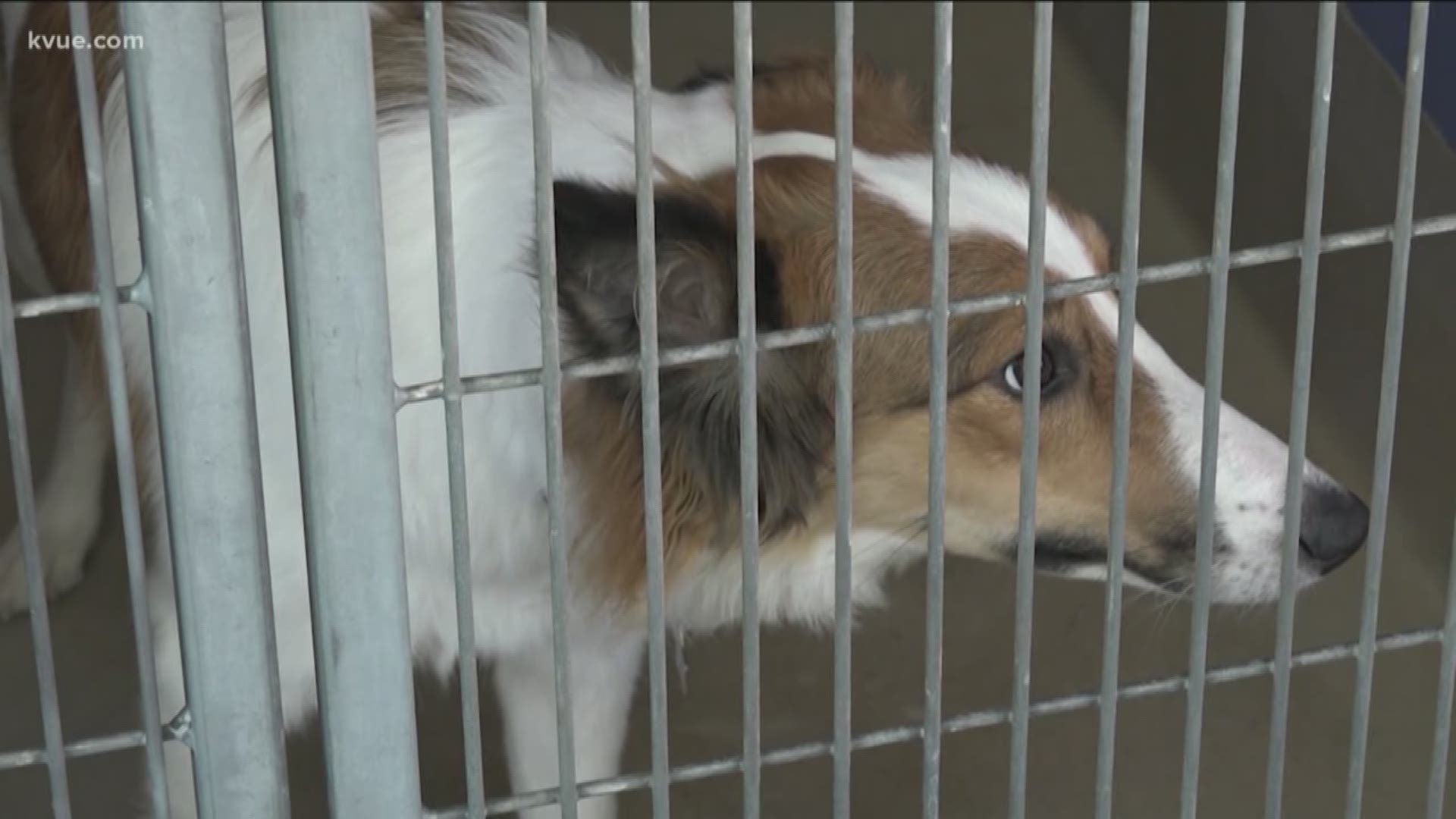 APD addresses Austin animal cruelty cases as new law proposed 