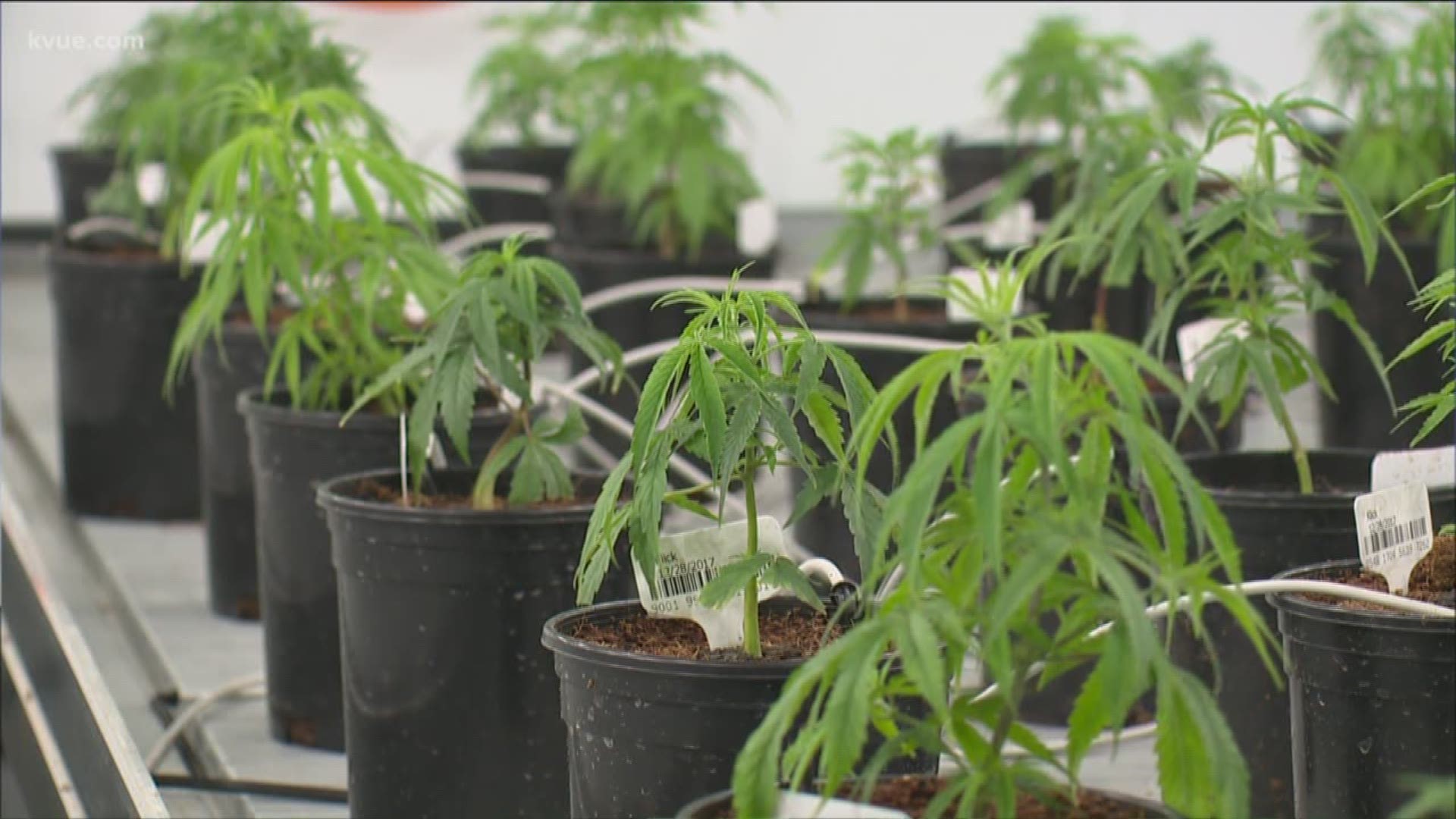 What would it take to loosen the laws on marijuana in Texas? We talked with the experts.