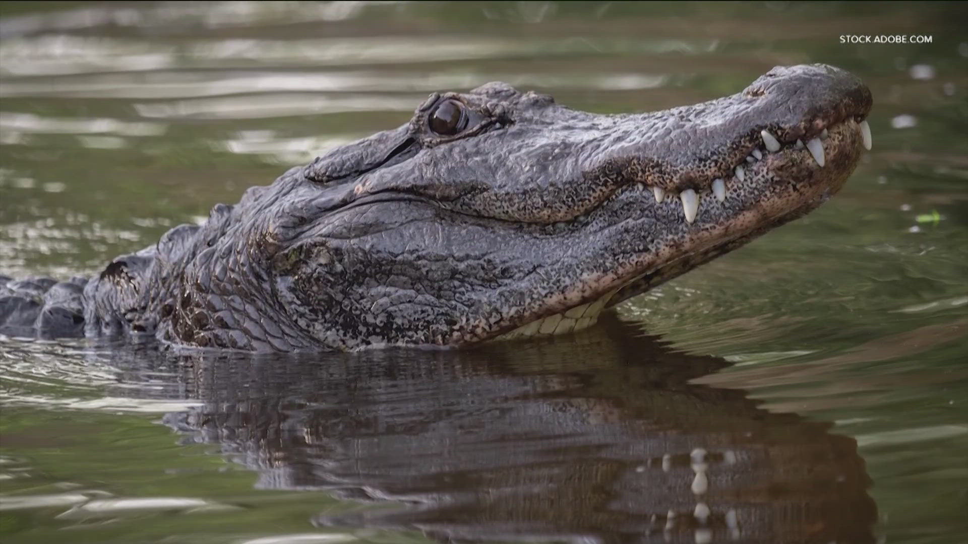 Animal control for the city of Marble Falls is sharing safety tips after reports of people seeing alligators in Lake Marble Falls.