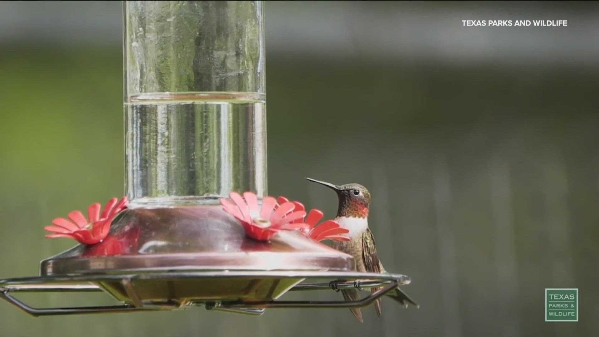 The hummingbirds will linger in Texas for warmer weather before heading back up north.