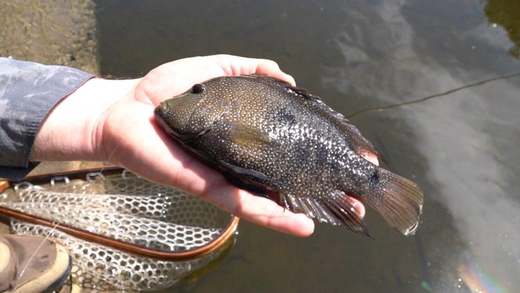 Longtime Brushy Creek fisherman cautiously optimistic as aquatic wildlife returns after wastewater overflow