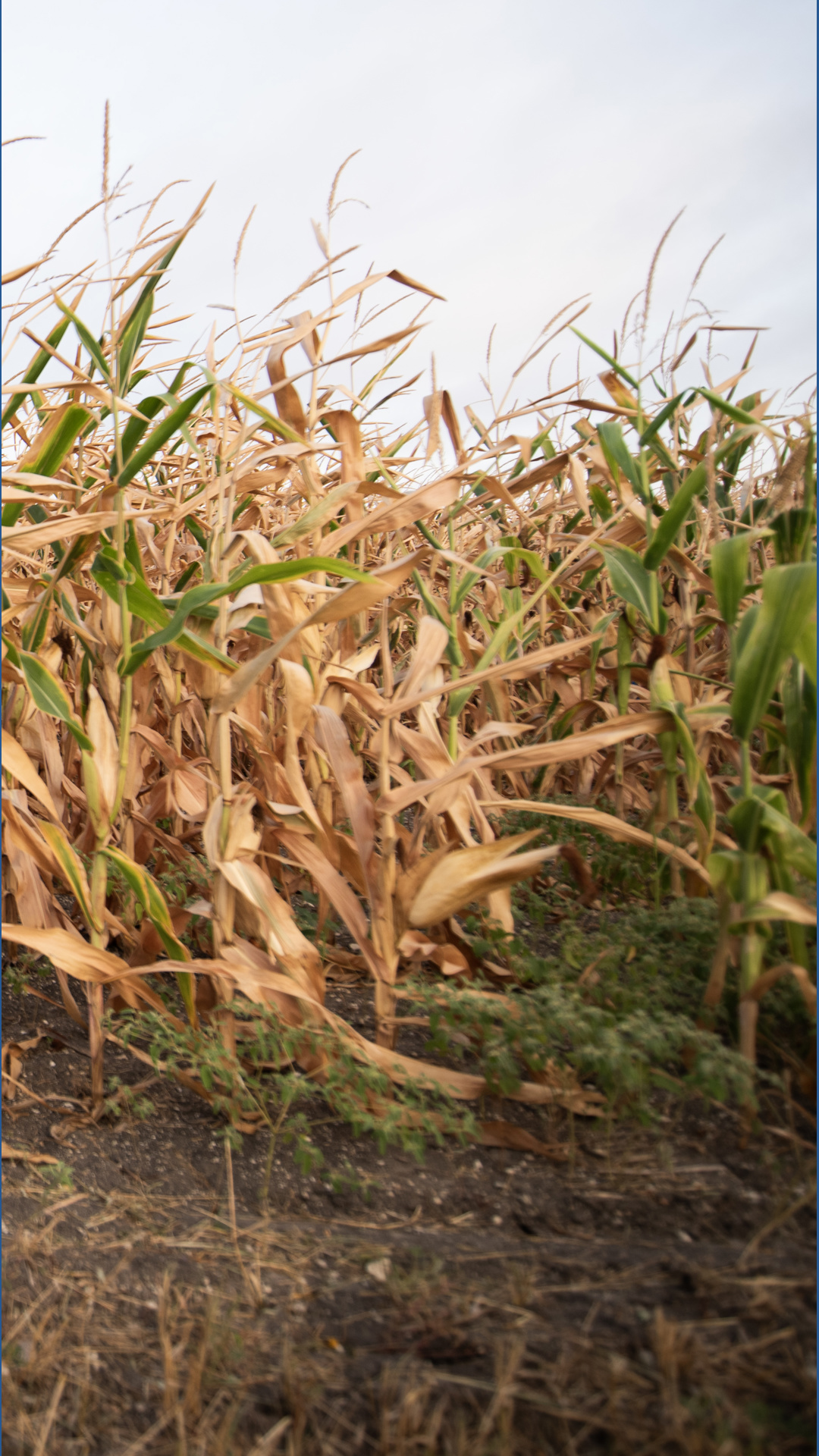 Texas ag commissioner backs USDA regenerative agriculture investment ...