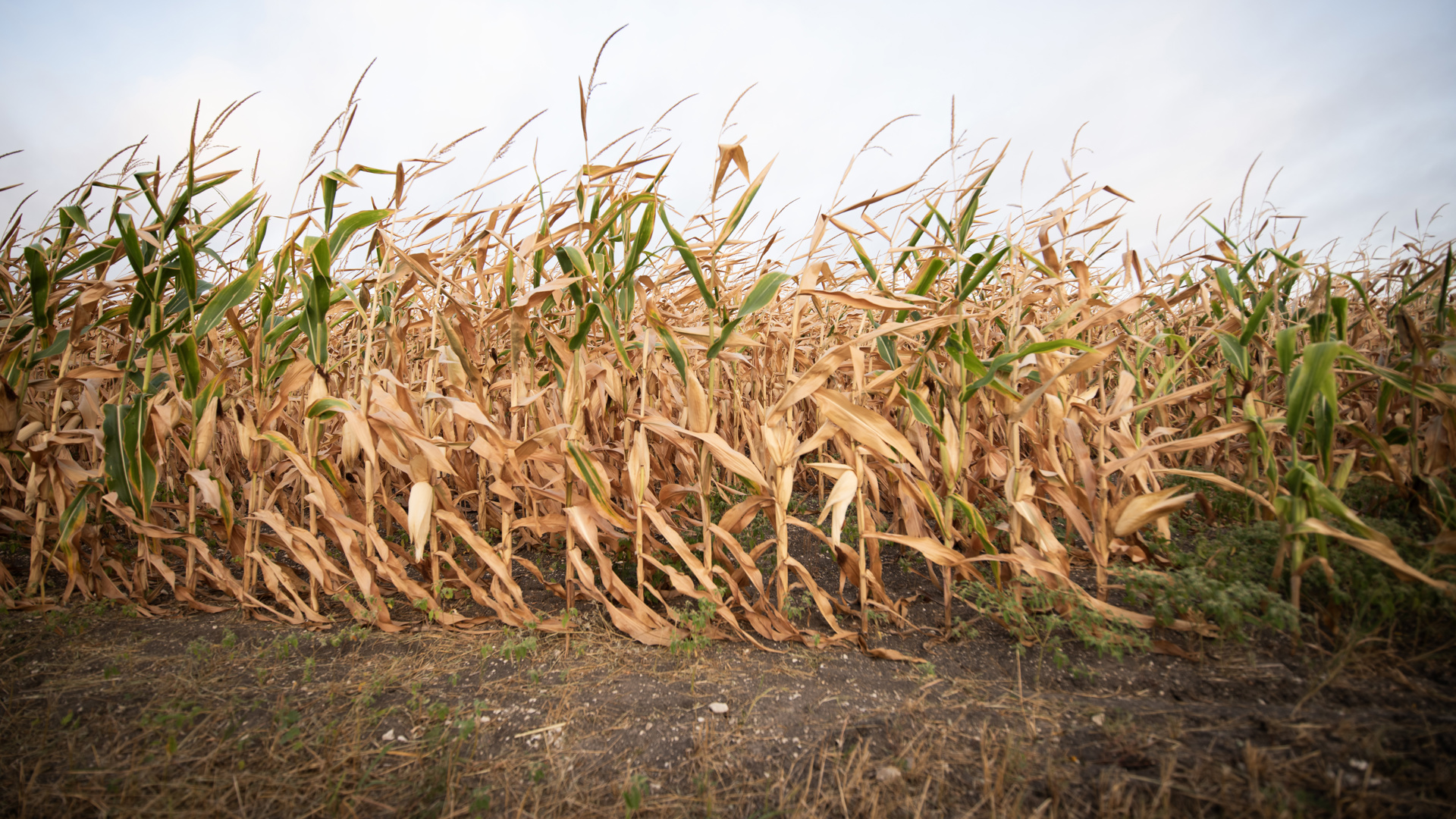 Texas ag commissioner backs USDA regenerative agriculture investment ...