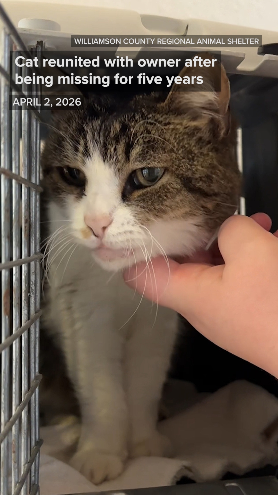 Cat reunited with owner after being missing for five years | kvue.com
