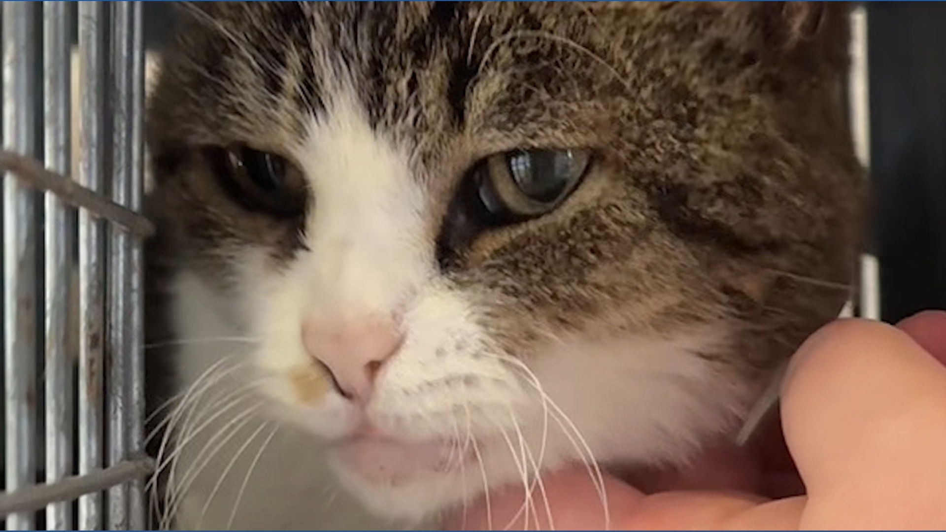 Cat reunited with owner after being missing for five years | kvue.com