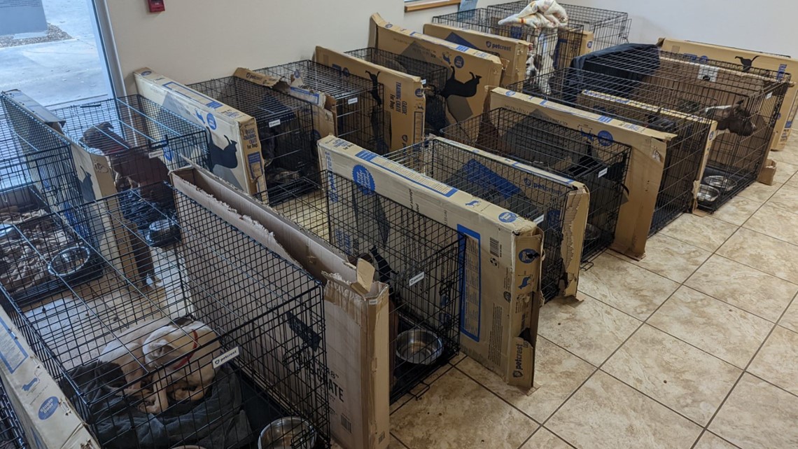 Williamson County Regional Animal Shelter takes in 41 dogs from one location - Vimarsana News
