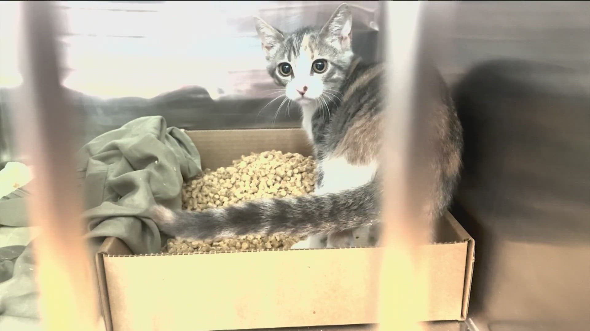 The shelter will not accept new animals until its current numbers drop and more spaces become available.