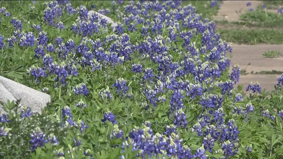 Bluebonnets blooming early in Central Texas