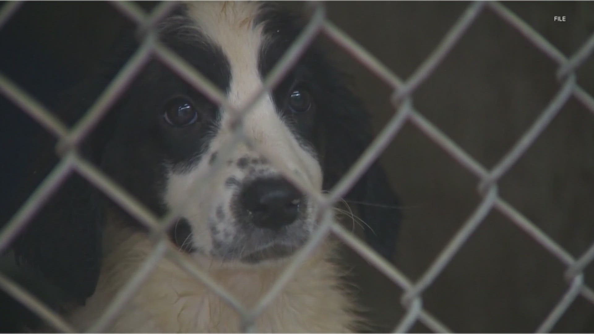 Multiple local animal shelters say they're seeing a spike in distemper cases among dogs.