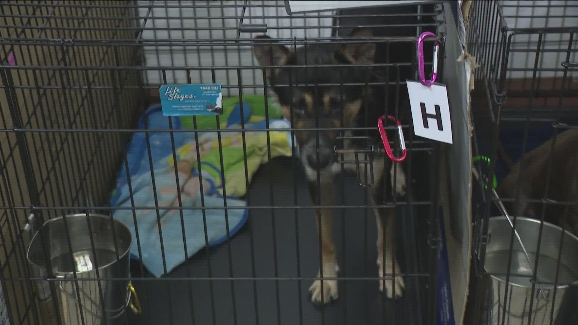 Councilmember Mackenzie Kelly said that some dogs are currently housed in temporary crates at the truck port behind the Austin Animal Center.