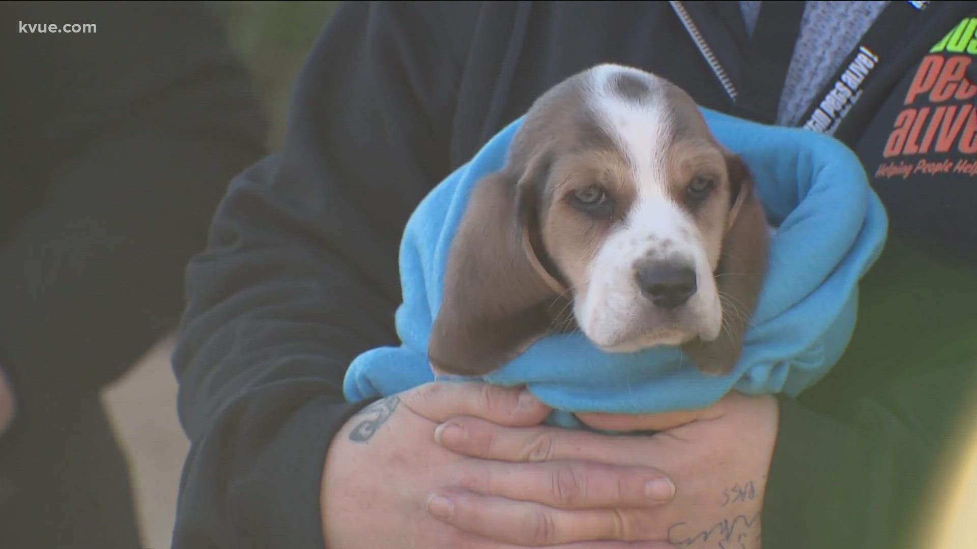Dog Garl X Video - Austin Pets Alive! welcomes 100,000th pet | kvue.com