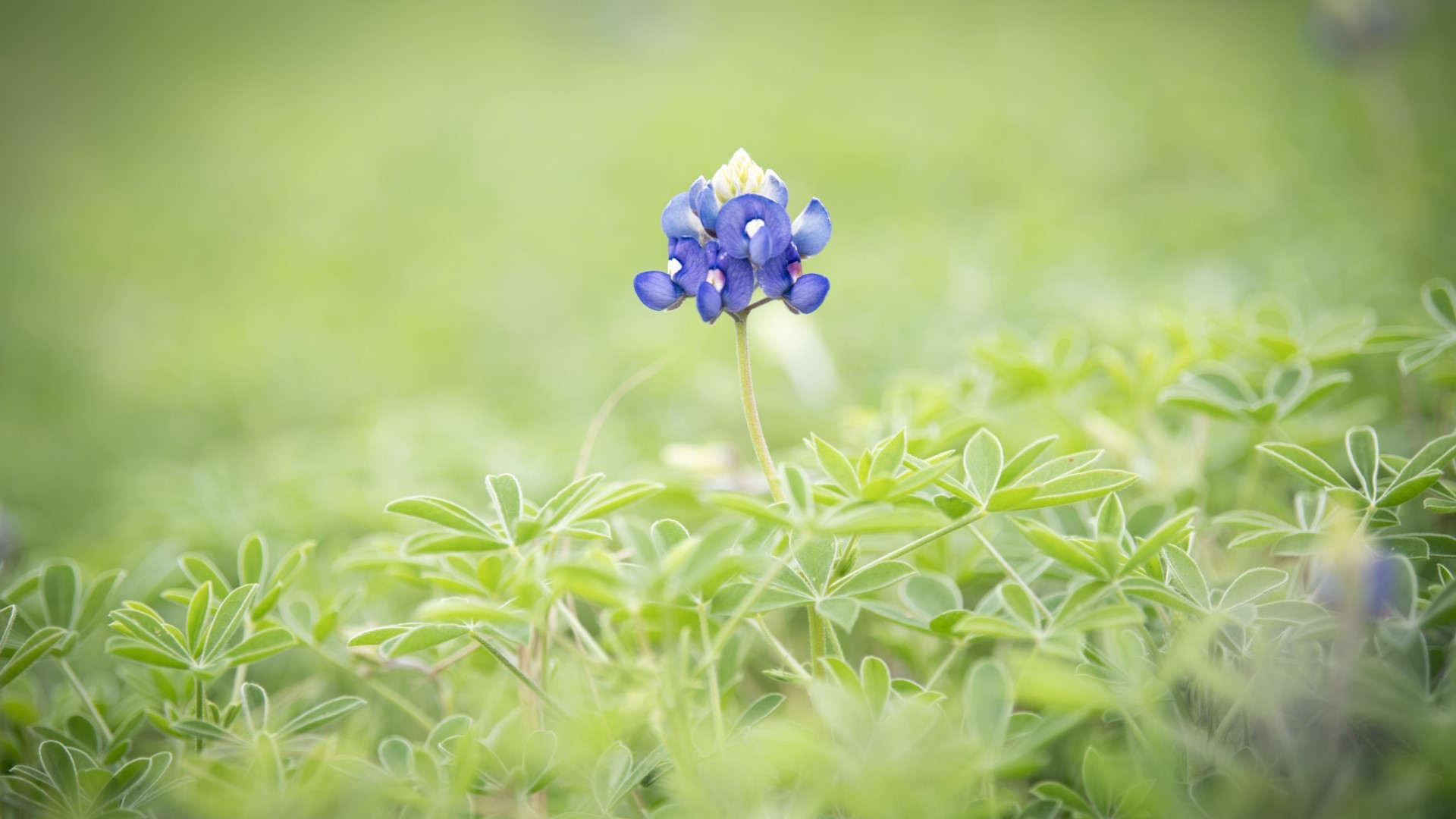 Bluebonnets usually signal the start of the spring season.