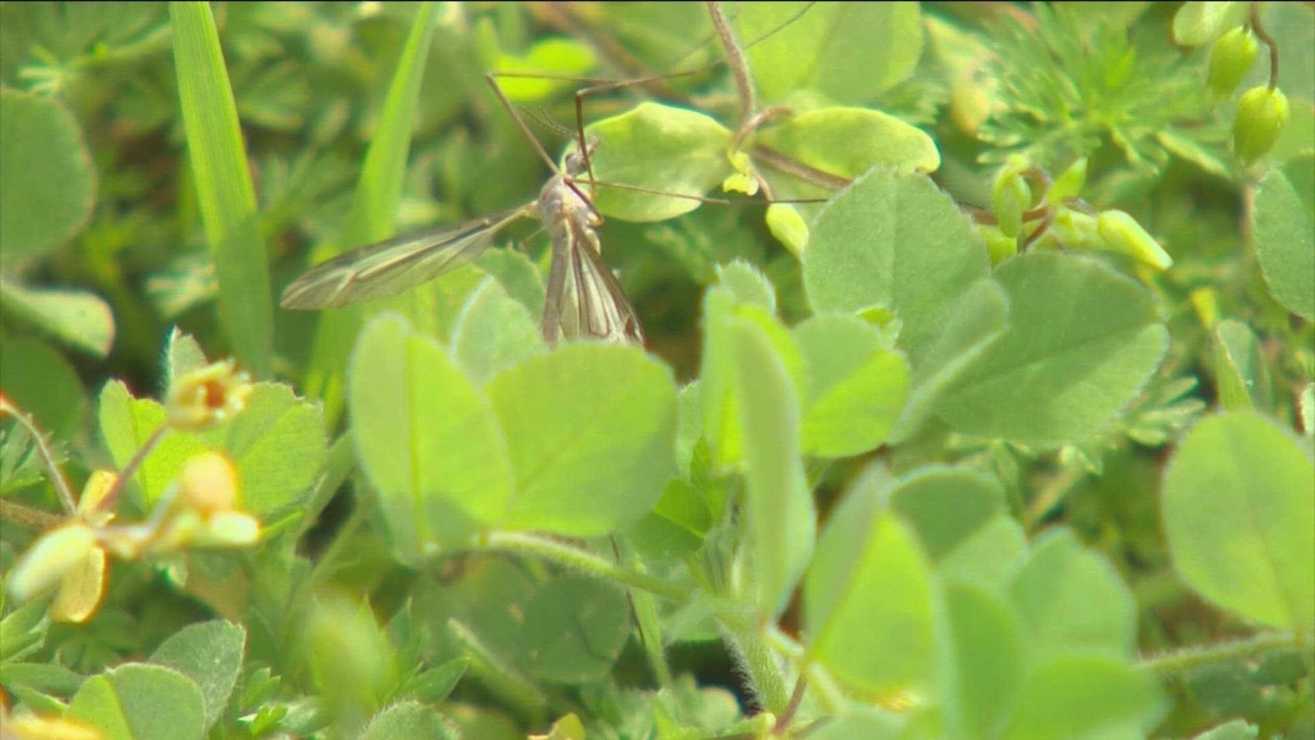 Fire ants and mosquitos might be increasingly common this year compared to last.