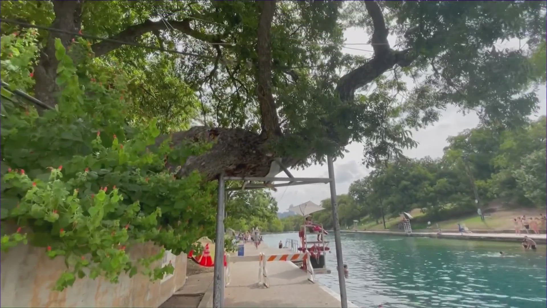 Staff in Austin's Parks and Recreation Department recommended a pecan tree named Flo be removed.