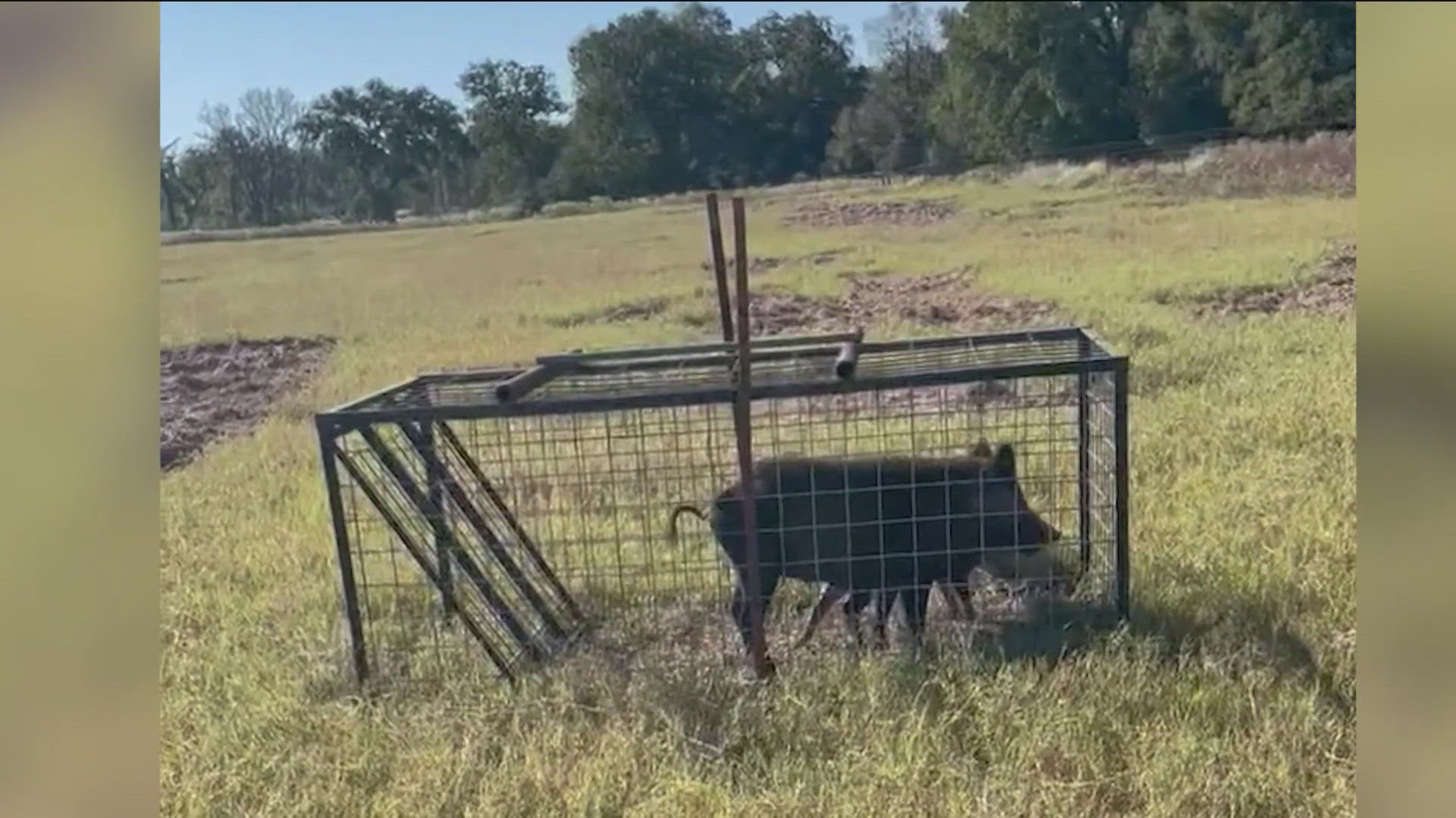 The first funds are now available for the 2025 fiscal budget for the county's feral hog and coyote bounty program. The county has $10,000 to spend.