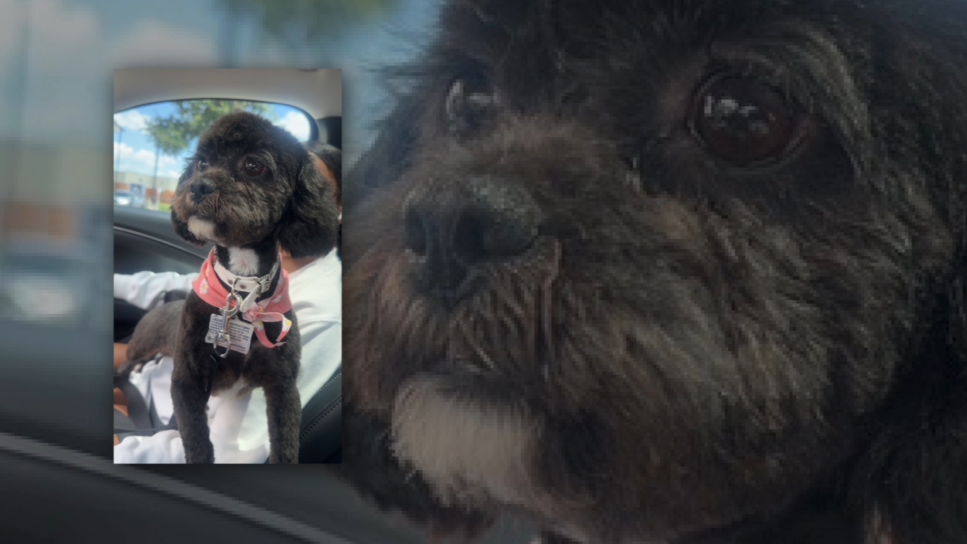 Picture Idea: Pflugerville Pet Sitting Business Has History Of Alleged Dog Deaths