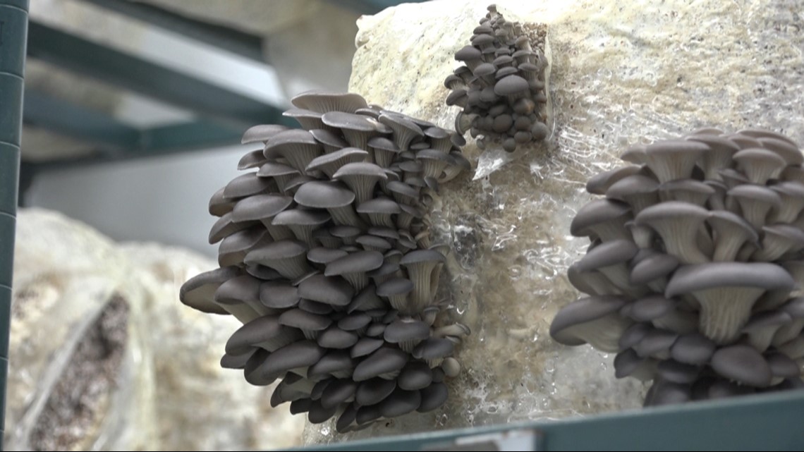 As demand for mushrooms grows, so does mycology interest in Central
