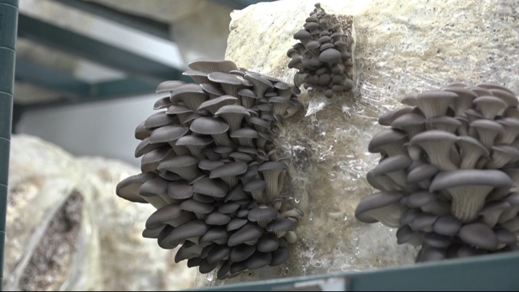 New technology helping Central Texas mushroom farmers