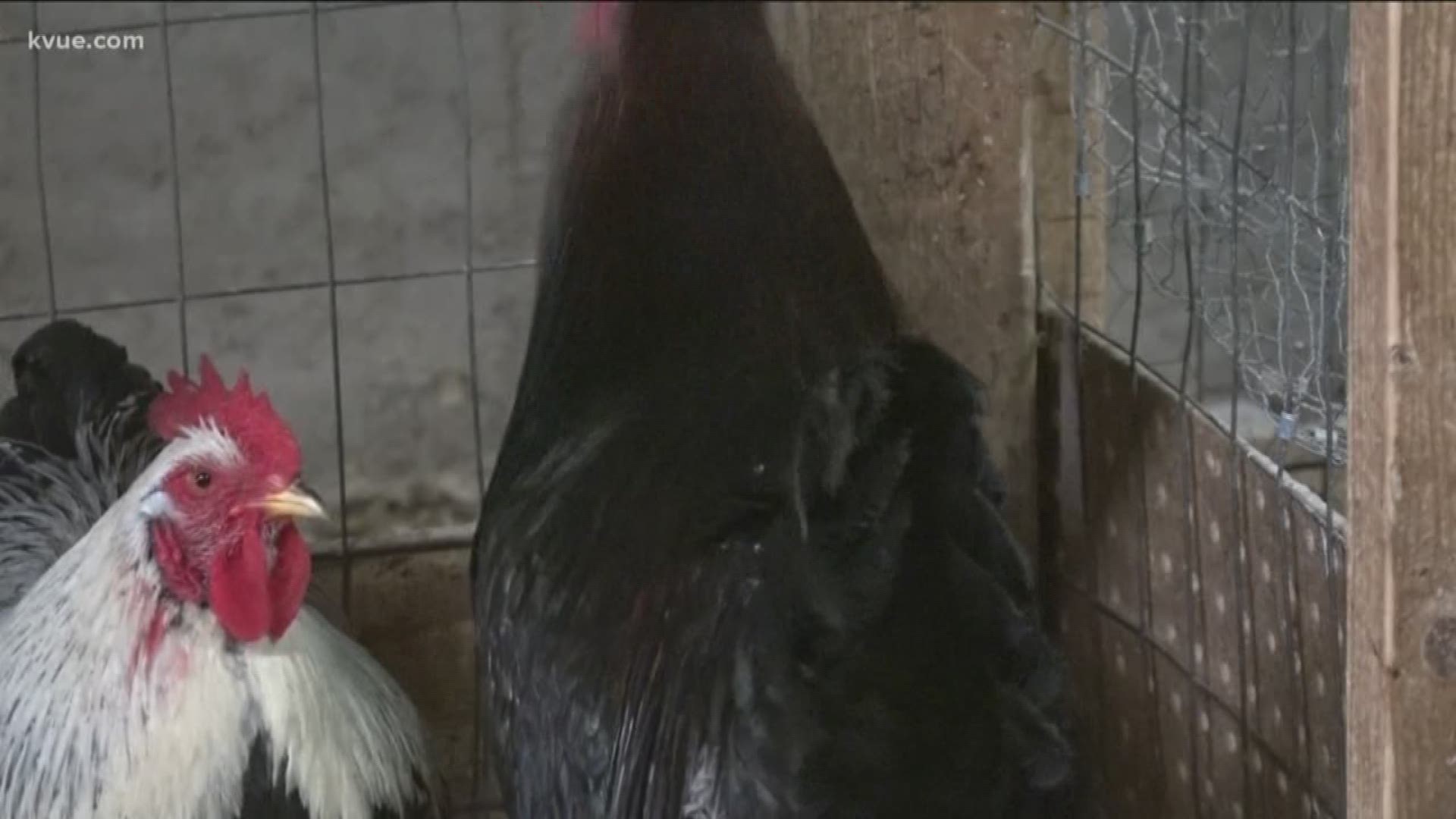 A local feed store is making a lot of money from chicken sales.