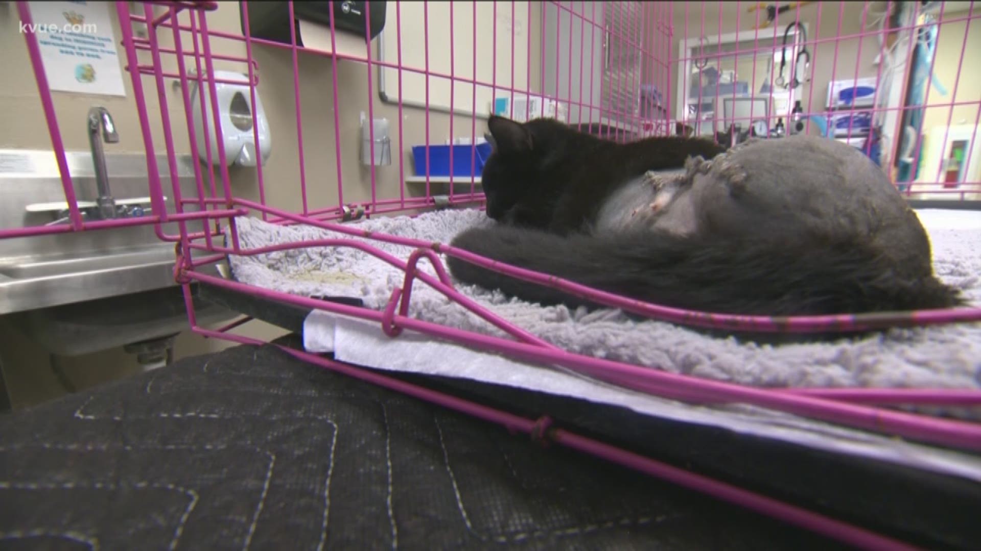 Astrid the cat who was shot by an arrow in San Marcos has died.