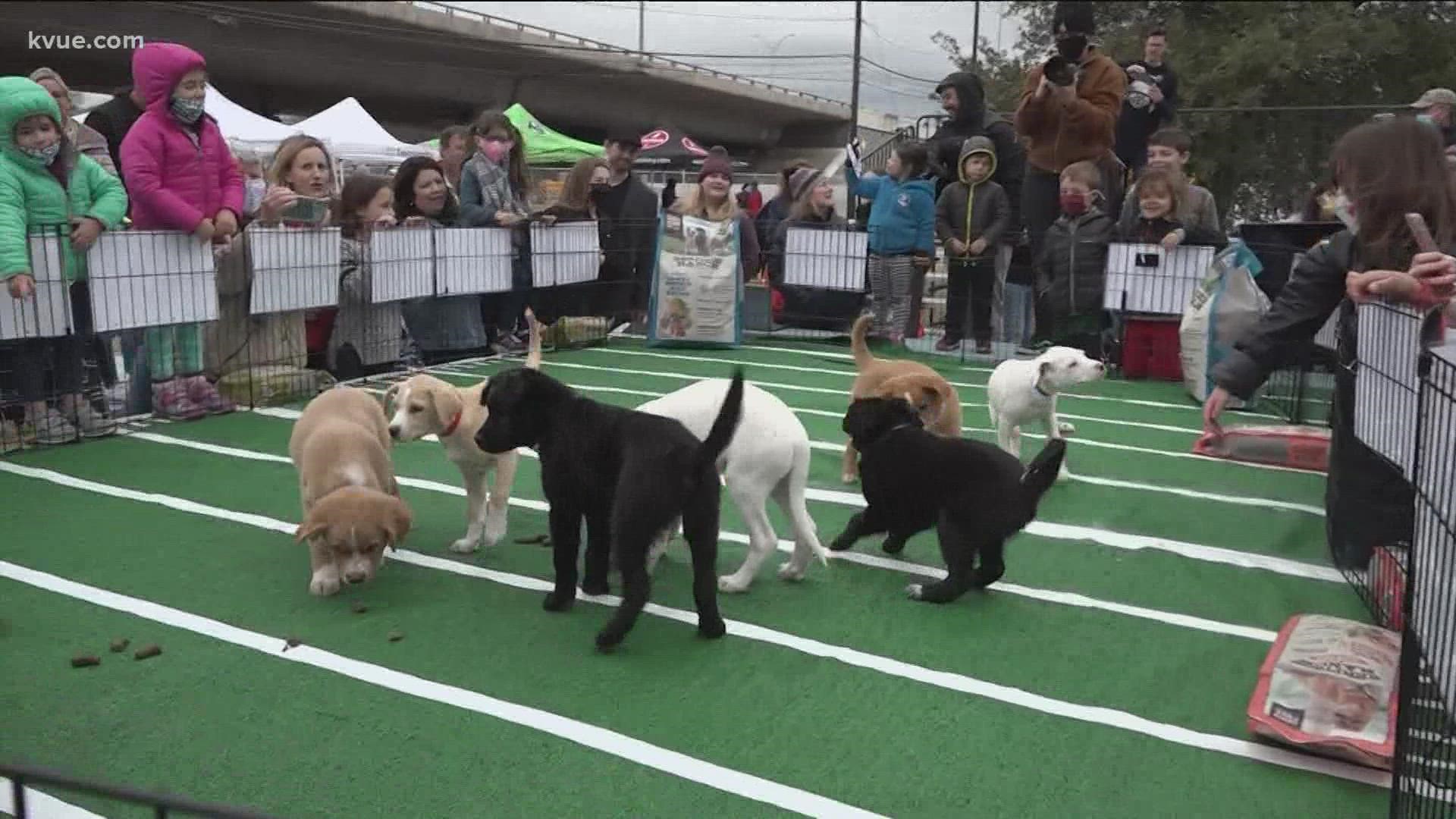 The 15th annual Puppy Bowl featured puppy races, Super Bowl predictions, vendors, a Kid Zone and more.