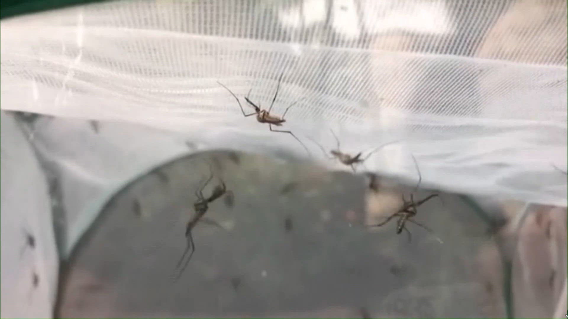Austin Public Health: Recent rain boosts mosquito activity, but extreme ...