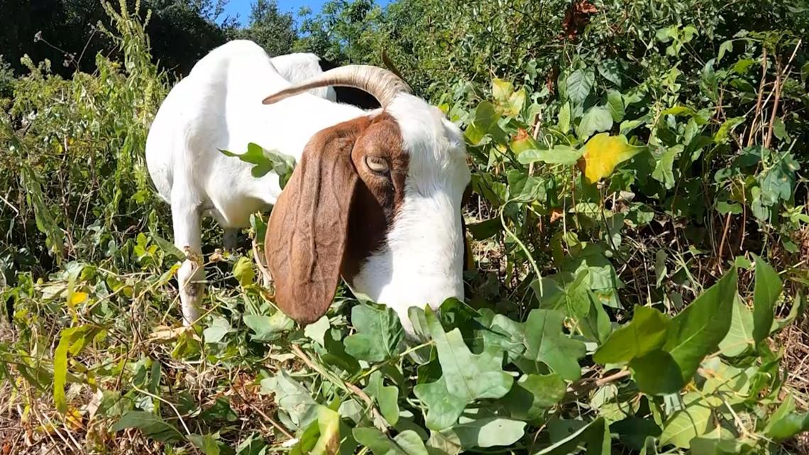 Austin, Texas, goats help clear poison ivy from Hike & Bike Trail