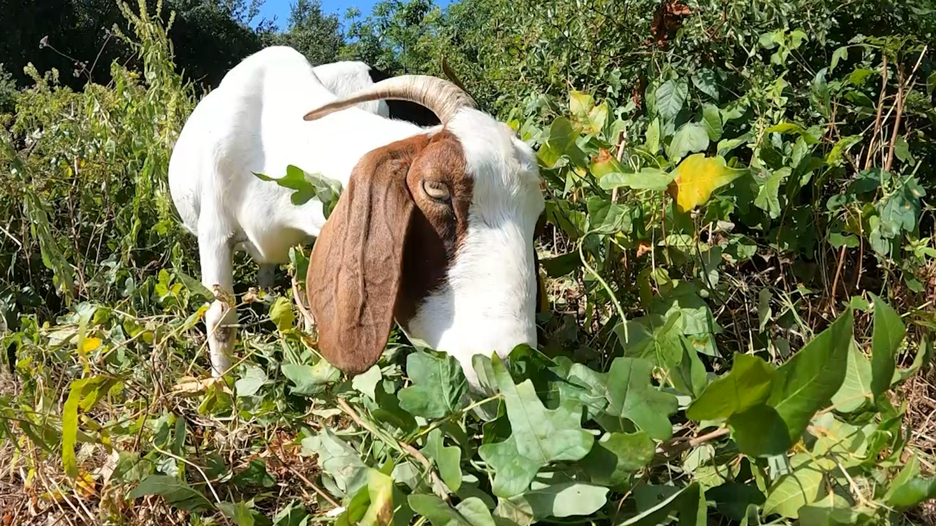 The goats help clear the trail's path by eating invasive plants.
