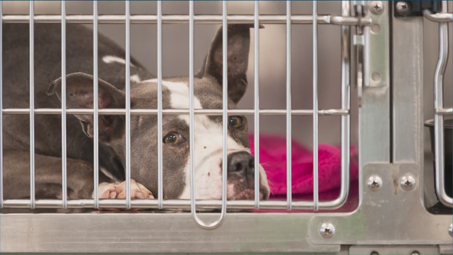 Do The Animal Shelter Put Dogs Down