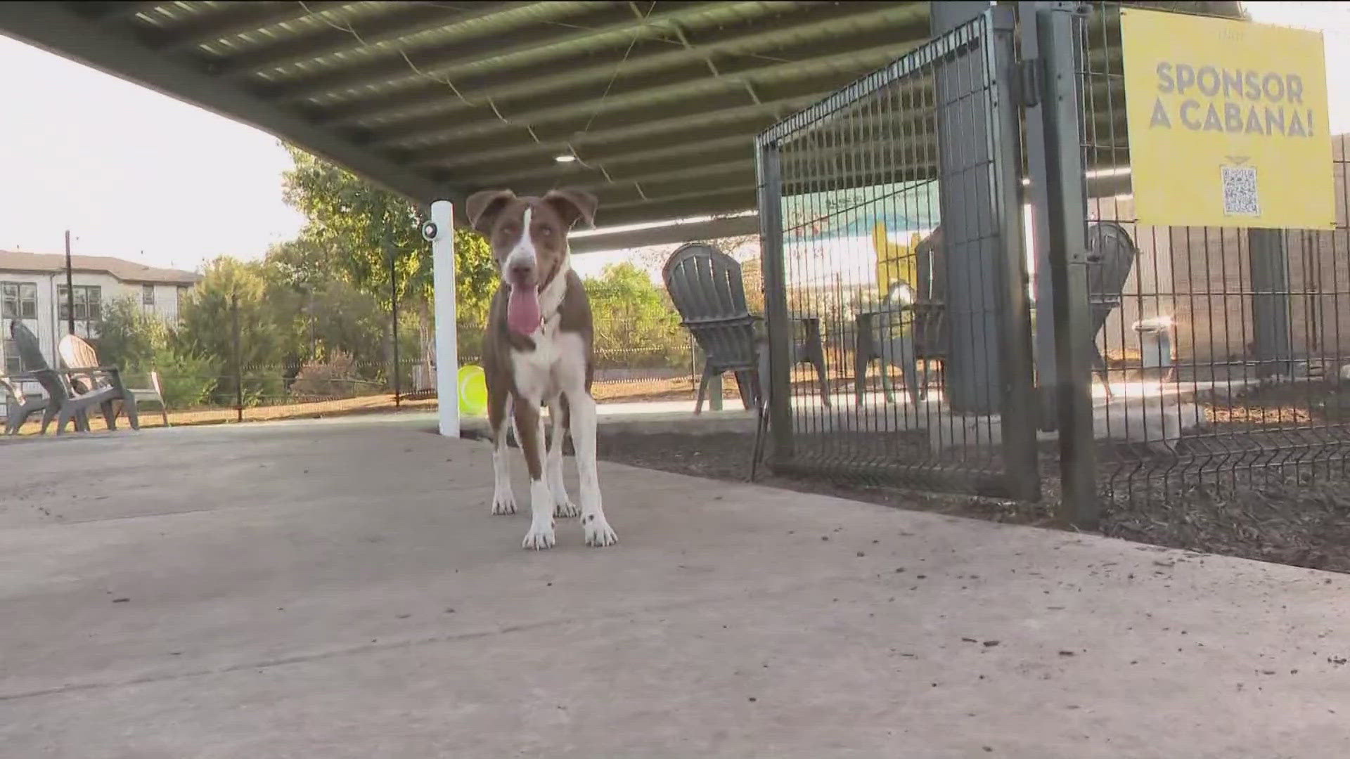 The Longhorn offensive tackle is aiming to give back to Austin animals.