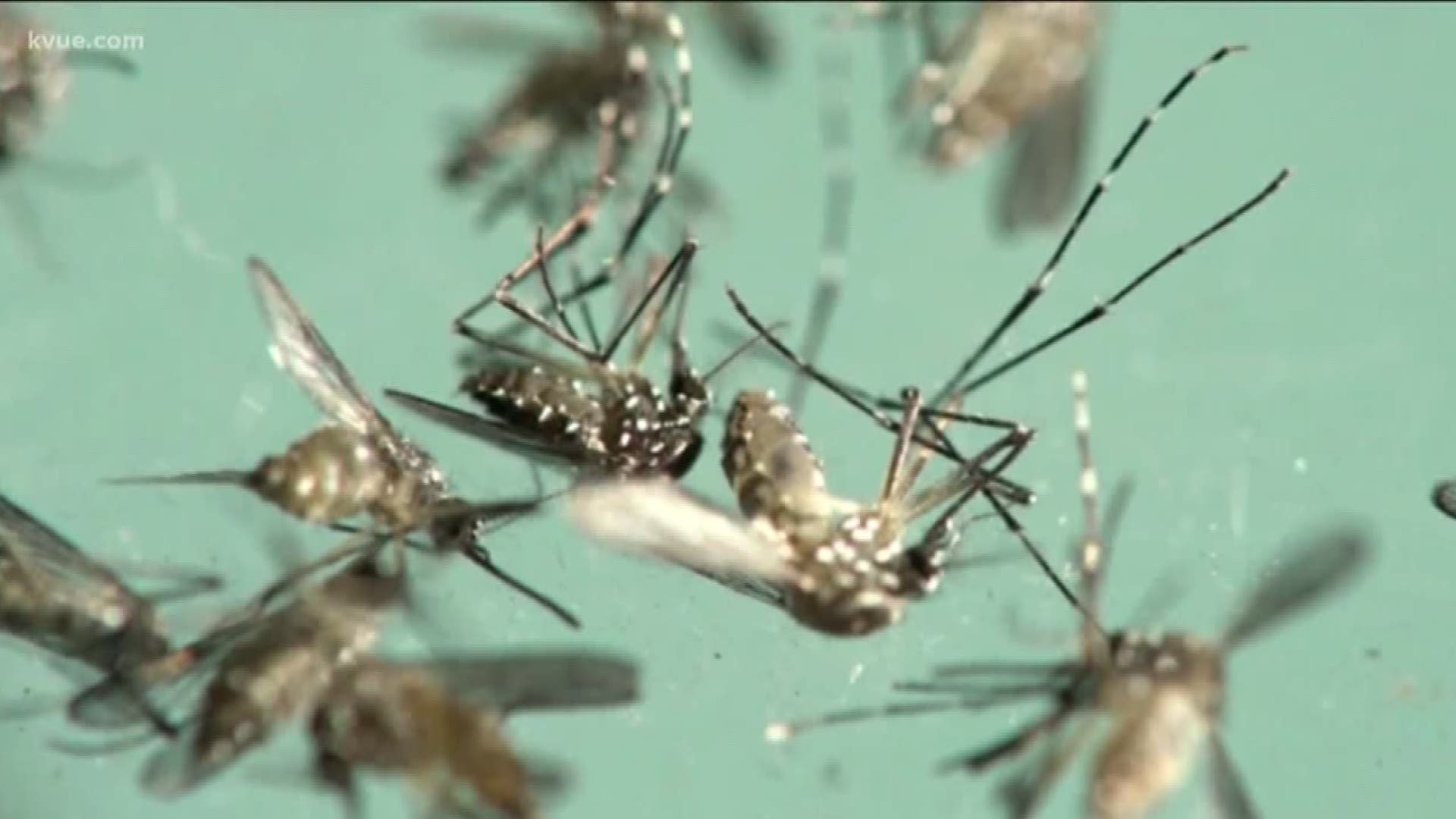 Mosquitos can be difficult to kill. Just because you don't see them in the cold, doesn't mean they're gone. KVUE's Rebeca Trejo tells us what you should look out for as more cold weather approaches.