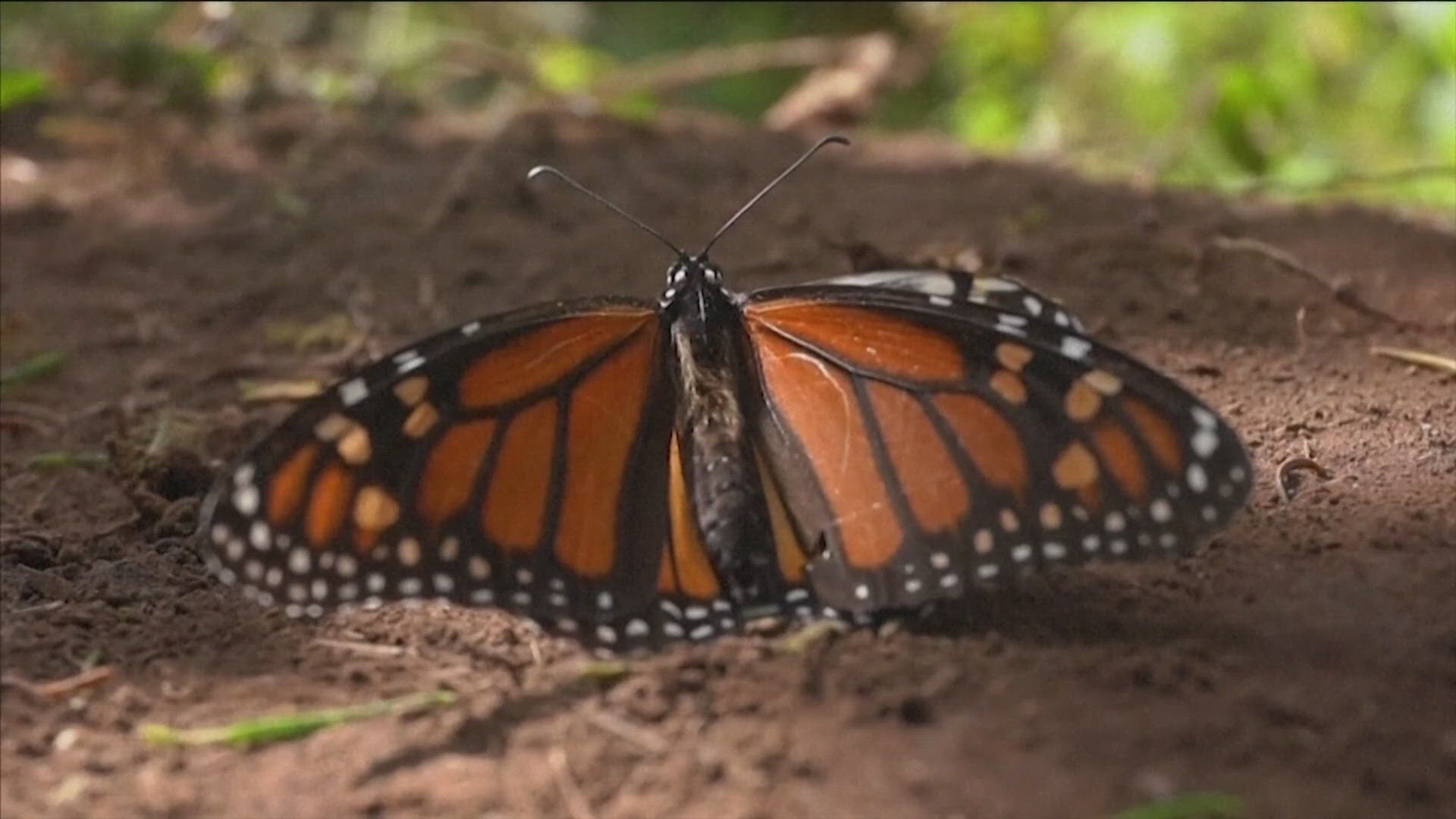 The butterflies would be protected from importing, exporting, transportation and killing under the Endangered Species Act. 