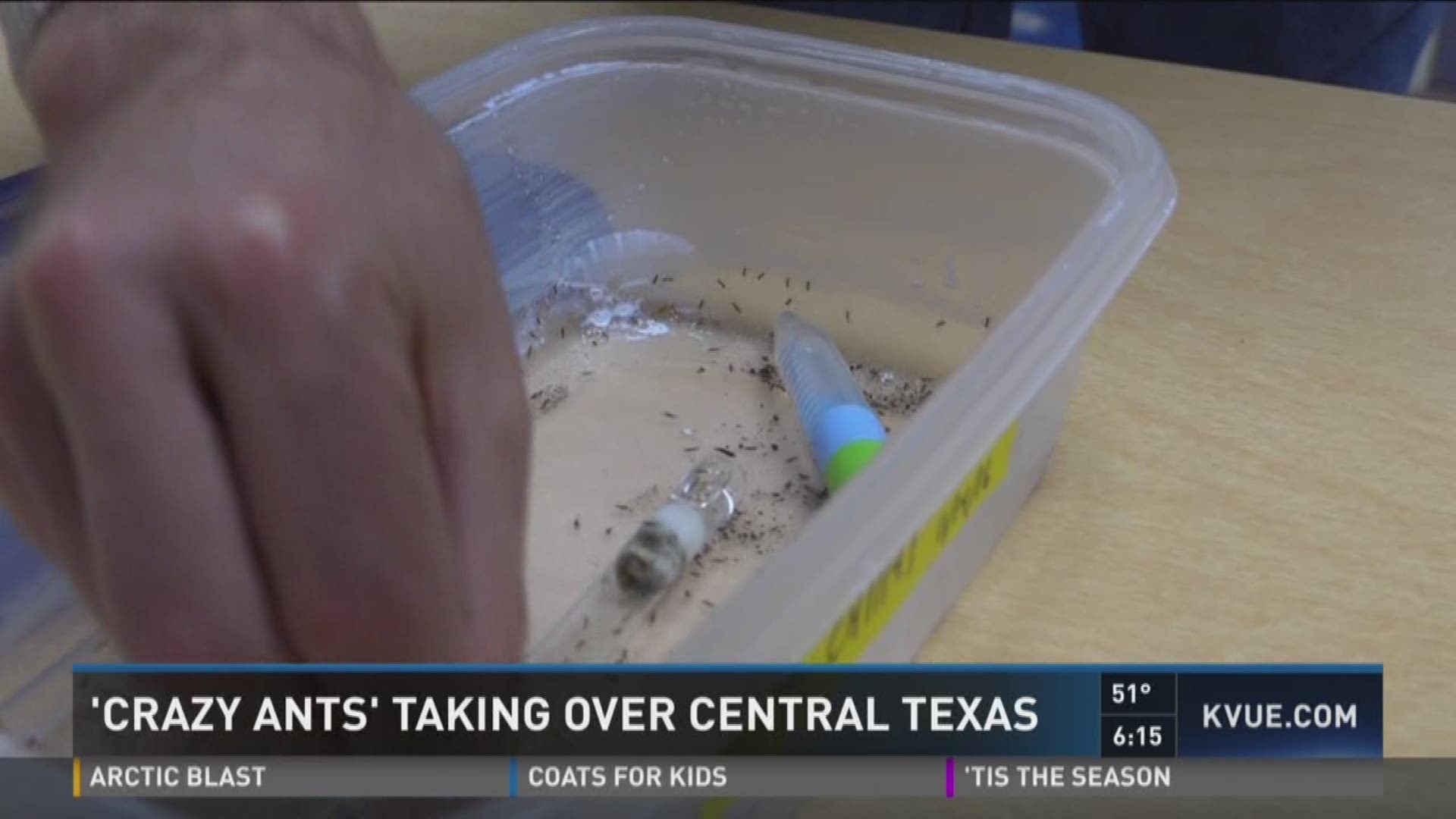 'Crazy ants' taking over Central Texas