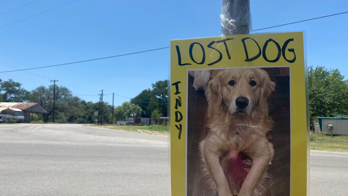 Dog found in Yellow Lot at UofL : r/Louisville