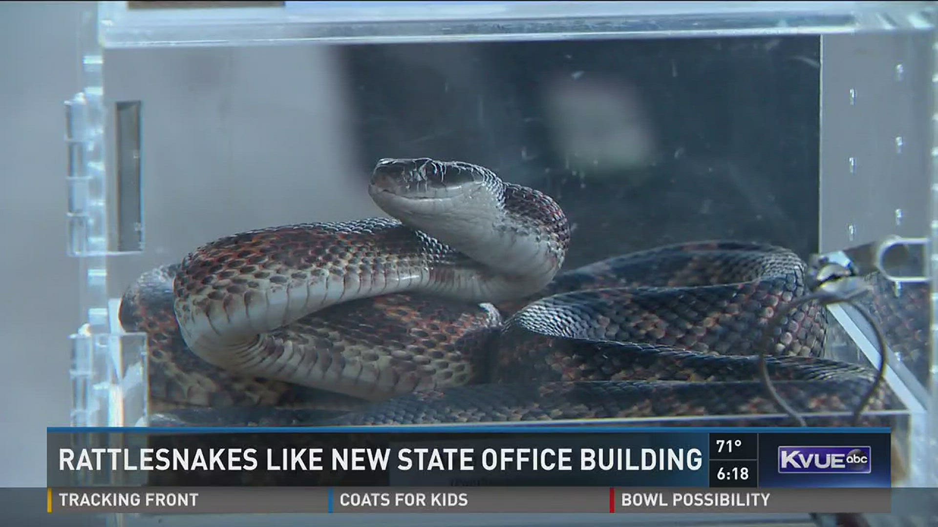 Austin Rattle Snakes Snake sightings outside North Austin building rattle employees | kvue.com