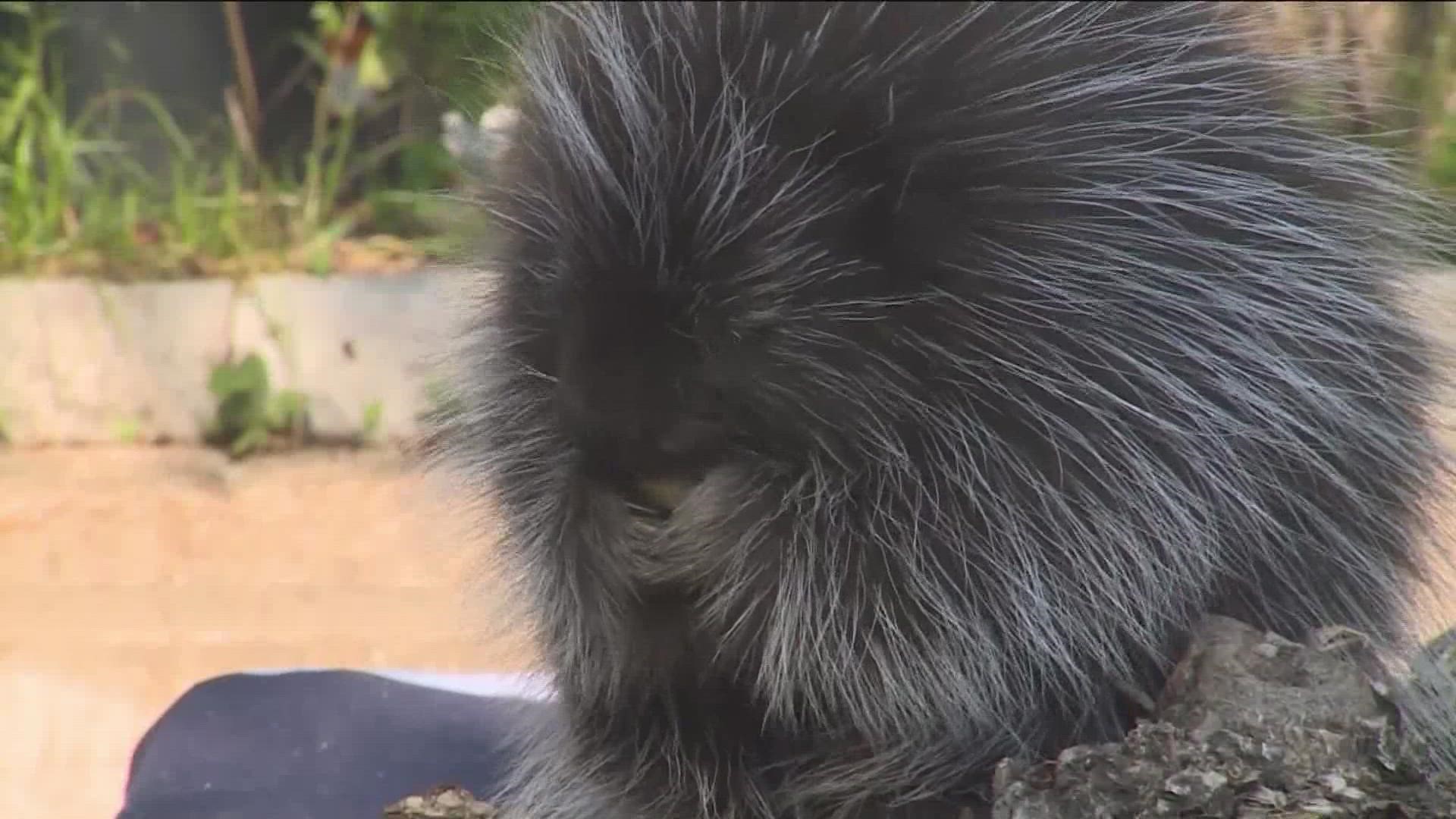 Baby Porcupines At The Austin Nature And Science Center Kvue