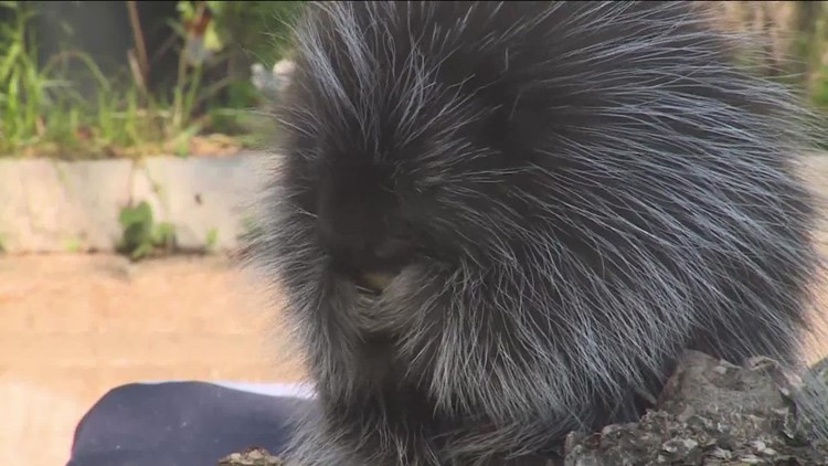 New baby porcupines joining the Austin Nature & Science Center