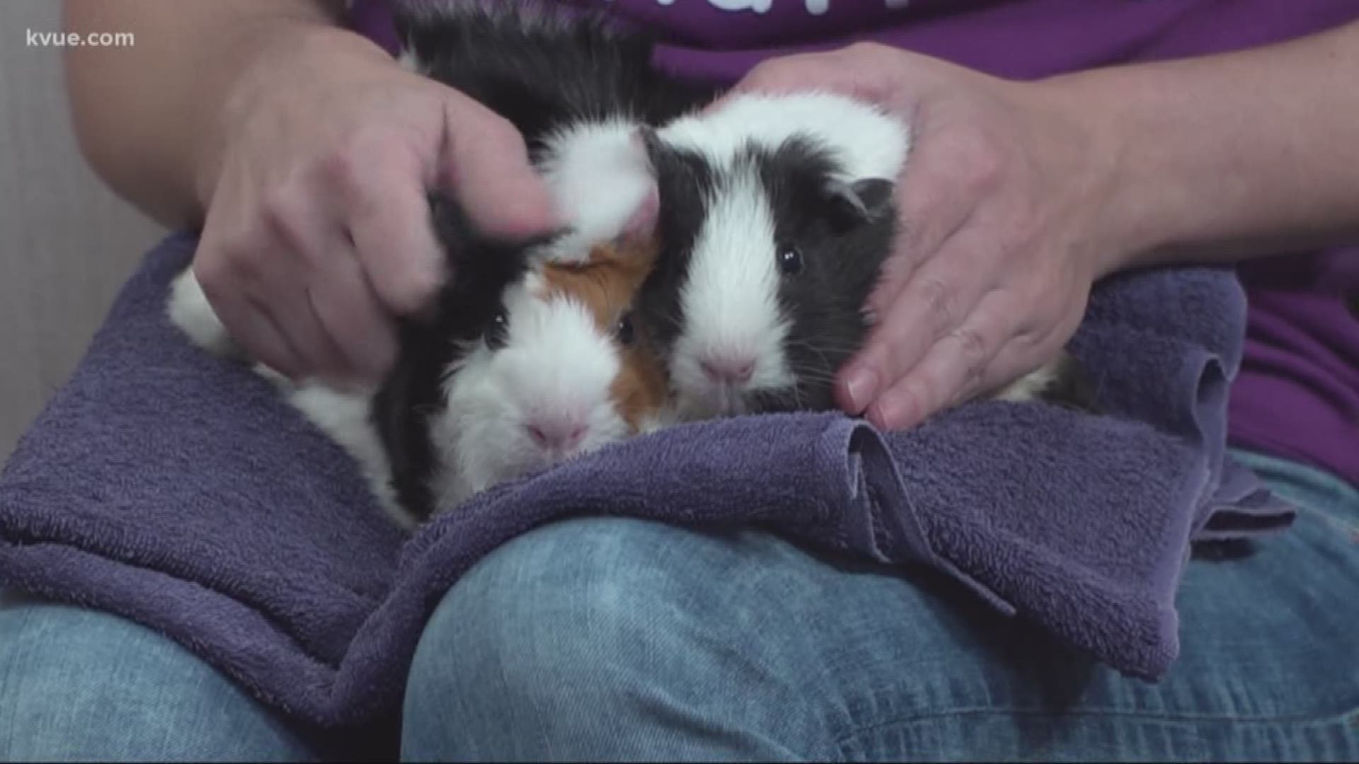Joining us is Lucia Summers with Austin Guinea Pig Rescue and she's brought along Rosie and Jellybean.