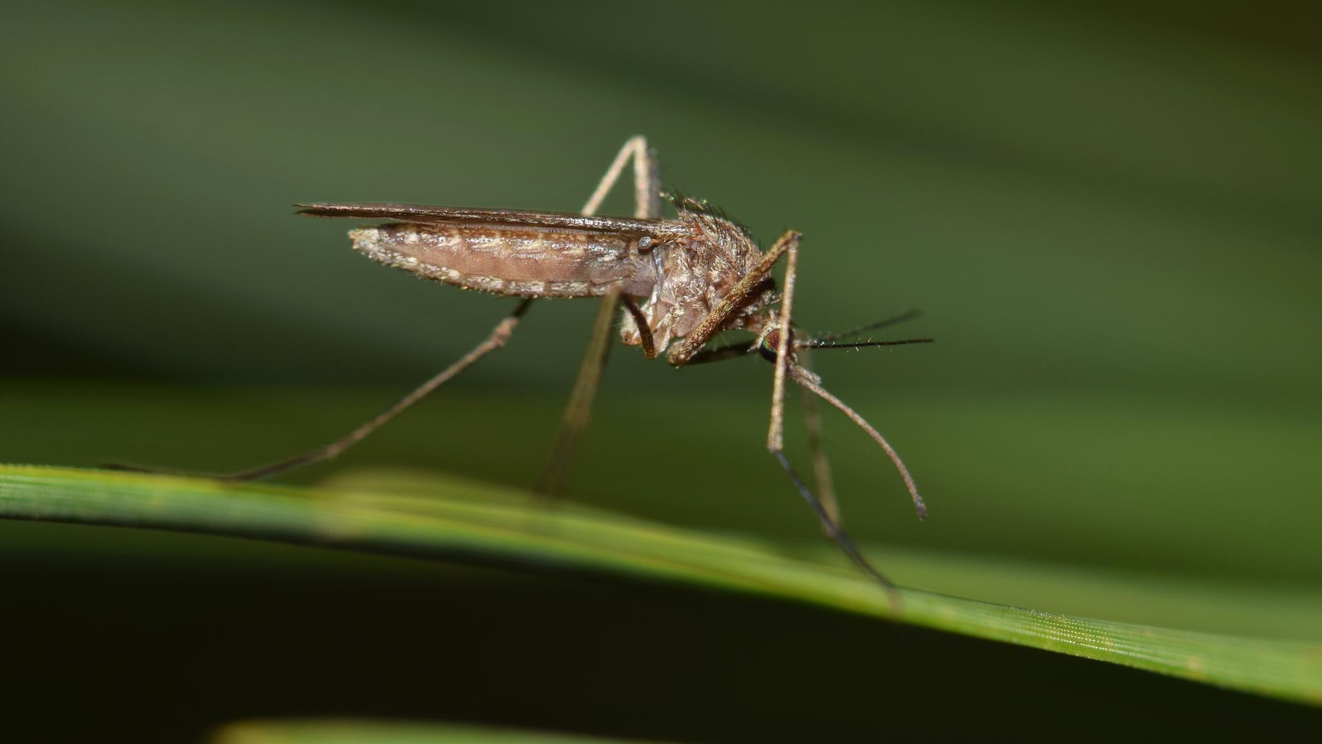 The county said so far this season, two mosquito trap samples have tested positive for West Nile virus.